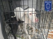 Rescatan en Juárez 22 animales maltratados en agosto