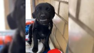Louisiana Puppy Who Won Everyone Over With His Smile Is Now Living His Best Life