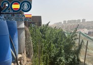 La Policía Nacional desmantela una plantación con 567 plantas de marihuana en Telde