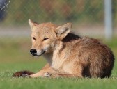 Barrington group’s goal: Peaceful coexistence with coyotes