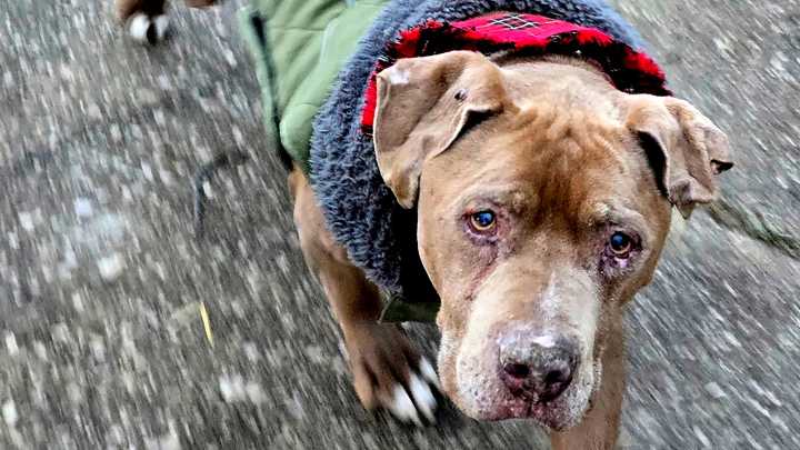 Michigan veterinarian found guilty of theft for refusing…