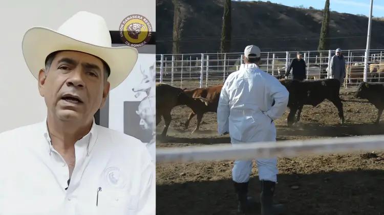 Alta expectativa de apoyos a sector ganadero en Sonora ante crisis