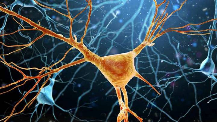 Neuronas "brújula": revelan cómo el cerebro usa los objetos para orientarse