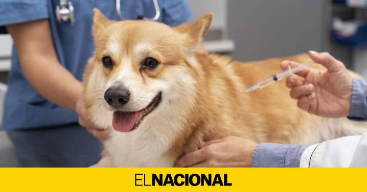 Los veterinarios catalanes piden la vacunación obligatoria contra la rabia, una enfermedad mortal