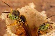 Abejas sin aguijón en peligro: la deforestación amenaza sus hábitats en la Amazonía