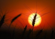 Drought deepens in Eastern Canada as West sees some improvement: monitor
