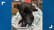 Puppy recovering after suspect in police chase crashes truck into Anderson pond