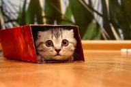 Nano11 cuts Windows 11 down to size and then some • The Register
