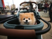 Crecen en un 200% en dos años los seguros para mascotas en Chile