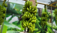 Exportación de pequeños y medianos productores plataneros desde el Urabá antioqueño