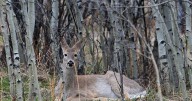 Reports of deer, pronghorns infections climb in southeast Montana