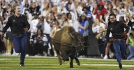 Colorado's live mascot Ralphie VII makes her debut at Folsom Field in front of cheering crowd