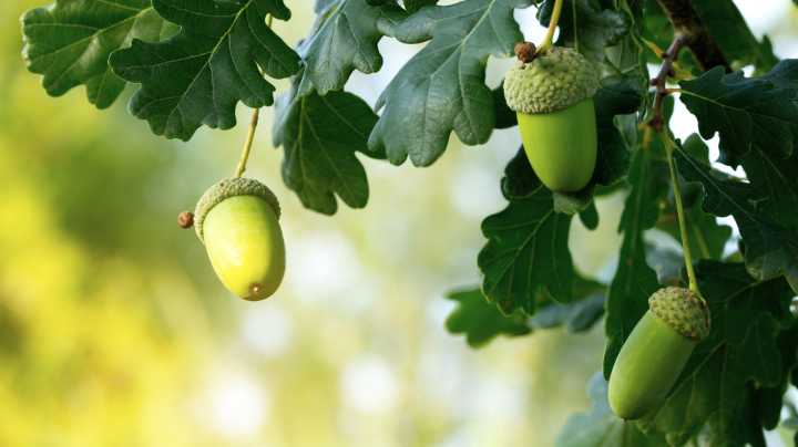 Here's Why Your Oak Tree Is Shooting You With So Many More Acorns Than Usual This Year