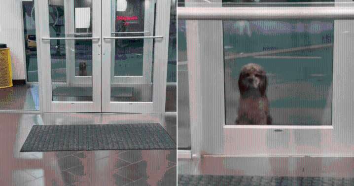 Stray Dog Waiting Outside Gym Has "No Idea" His Life is About to Change