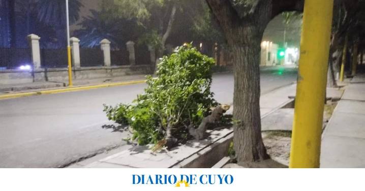 Árboles y cables caídos, cortes de luz y casas afectadas, el detalle de los incidentes que provocó el viento Sur en San Juan