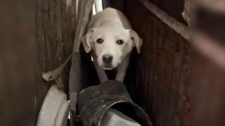 Missouri Pup Rescued With Her 18 Siblings Faces A Tough Adjustment To Shelter Life