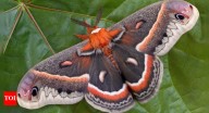 Cecropia Moth: North America’s largest and most colourful silk moth