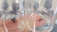 Hubo 15.720 casos confirmados de dengue