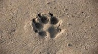 ¡Pilla´ito mijo! Apuñaló a un perrito y escondió el cuchillo en un pantanero