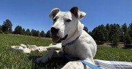 HCH Pet of the Week: Biff