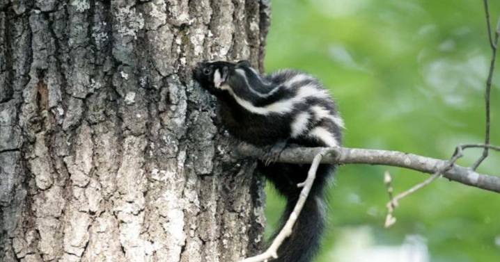 Hand-standing skunks? Louisiana wildlife officials ask for help finding this rare species.