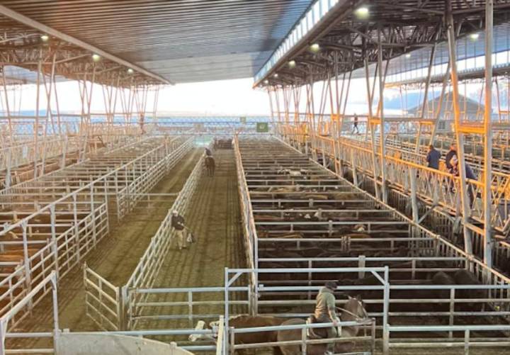 Vacunos. Entrada acotada y subas en el Mercado Agroganadero de Cañuelas