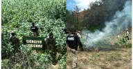 AMIC y DEFENSA localizan y destruyen plantío de mar¡hu@na en Cananea
