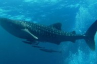 Septiembre marca el fin de la temporada de avistamiento del tiburón ballena en Yucatán