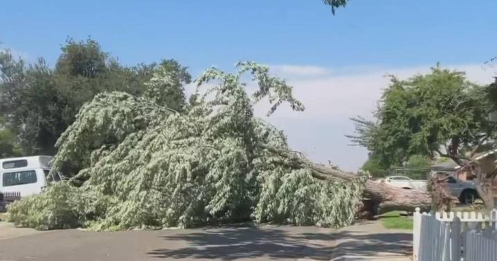 Downburst, not tornado, uproots dozens of trees in Carmichael, officials say