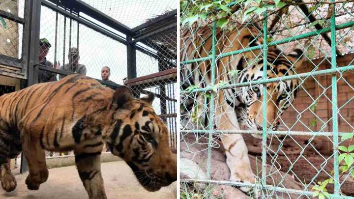 16 Felinos Han Sido Rescatados en Sinaloa Durante Ola de Violencia; Esto Sabemos