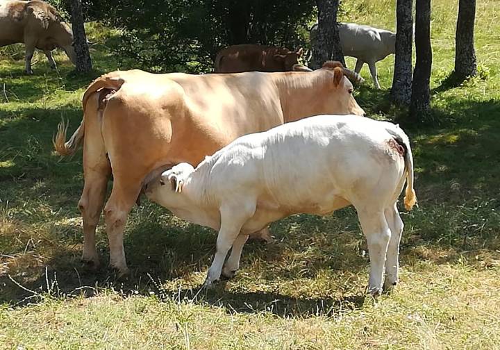 Dehesa Grande refuerza su compromiso con el ganadero