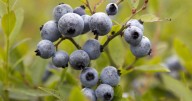 Prolonged drought stunts the renowned wild blueberry crop in the Maritimes