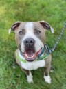 ‘Really painful decisions’: Worcester dogs euthanized as WARL deals with crisis fallout