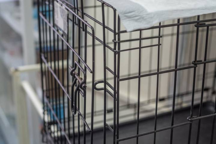 Atlantic City man indicted in string of animal cruelty cases