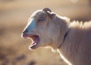 Screaming goat prompts 911 call