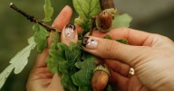 Datos Paula: plantas para aprender, inspirarse y cuidarse