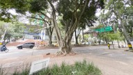 Talarán árbol patrimonial en El Poblado: un falso laurel de 80 años