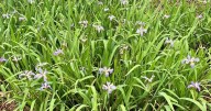 Have too many irises? Now’s a good time to divide and share them. Here are some tips