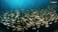 Acuerdo sobre subsidios a la pesca de la OMC entra en vigor sin México