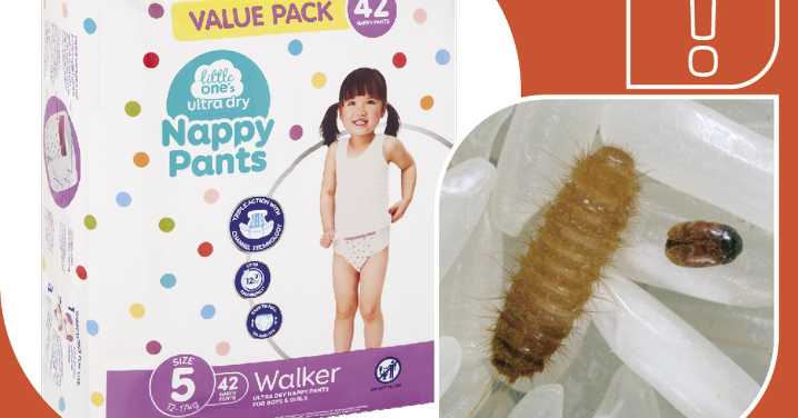 Australia news: Warning issued after Khapra beetle detected inside brand of popular nappy pants sold at Woolworths
