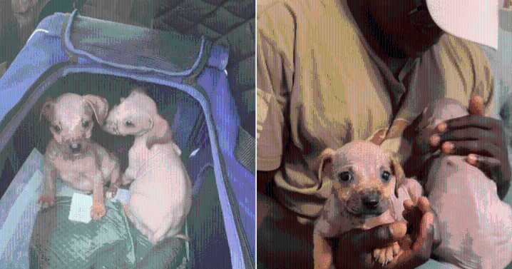 Terrified, Hairless and Weak, Puppies Make Stunning Recovery in One Week