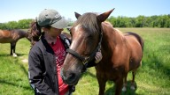 Horses spend their golden years at Ryerss Farm for aged equines