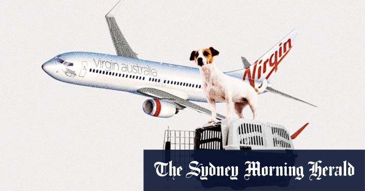 Virgin Australia’s new pets on planes policy: Everything you need to know about carrying dogs and cats on domestic flights later this year