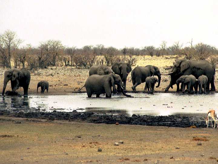 Namibia deploys army to fight fire in one of Africa’s largest reserves