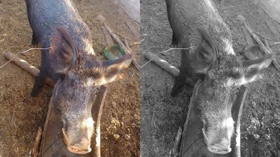 La familia decidió entregar a un jabalí, tras ser advertidos sobre los riesgos de su tenencia
