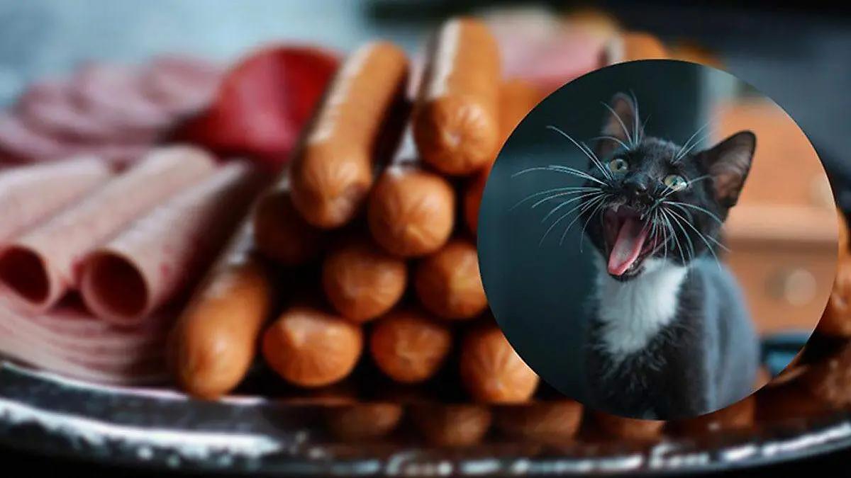 Clausuran salchichonería tras hallar a un gato comiéndose los jamones [Video]
