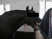 Man, 22, fined £750 after being caught having sex with live horse