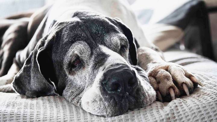 How to Know When It's Time to Say Goodbye to a Pet