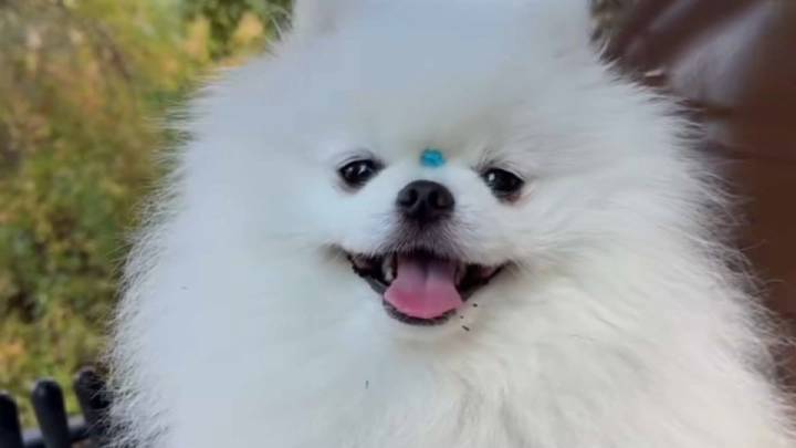 Mascota de apoyo emocional es robada en San José – Telemundo Area de la Bahía 48