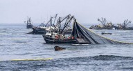 Establecen vedas reproductivas para cuatro recursos marinos, ¿cuáles son?